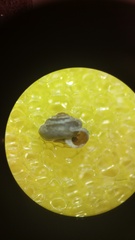 Pyramidula pusilla