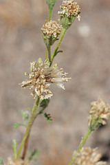 Chaenactis douglasii douglasii