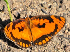 Byblia anvatara acheloia