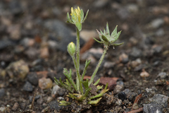 Ceratocephala testiculata
