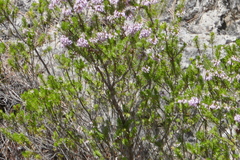 Erica multiflora