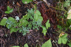 Artemisia michauxiana
