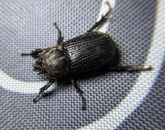 Hemiphileurus illatus