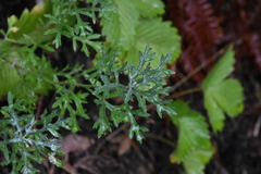 Artemisia michauxiana