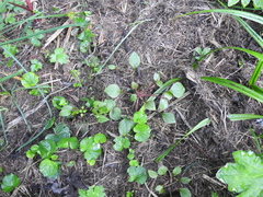 Claytonia sibirica