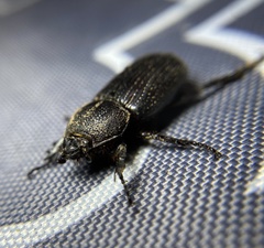 Hemiphileurus illatus