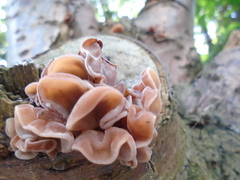 Auricularia auricula-judae