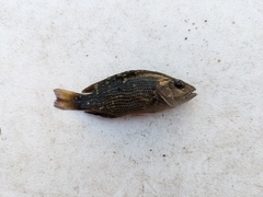 Lutjanus griseus