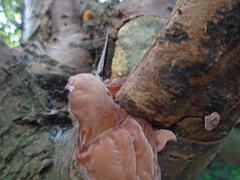 Auricularia auricula-judae
