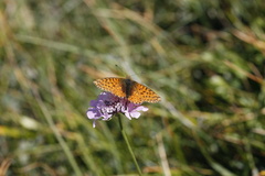 Boloria