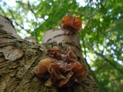 Auricularia auricula-judae