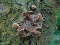 Auricularia auricula-judae