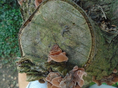 Auricularia auricula-judae