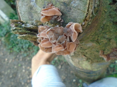Auricularia auricula-judae