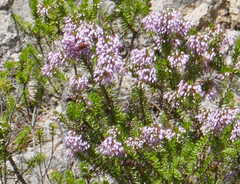 Erica multiflora
