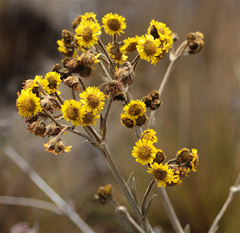 Espeletia