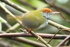 Orthotomus atrogularis