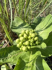 Asclepias viridis