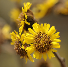 Espeletia