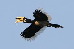 Anthracoceros albirostris