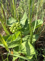 Asclepias viridis