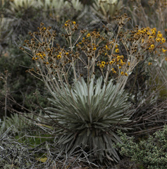 Espeletia