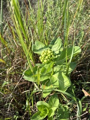 Asclepias viridis
