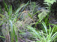 Scirpus microcarpus