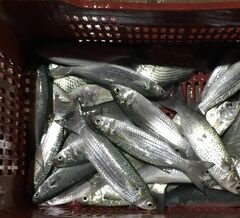 Sardinella