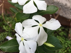 Catharanthus roseus