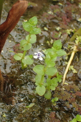 Lindernia rotundifolia