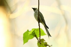 Dicrurus leucophaeus