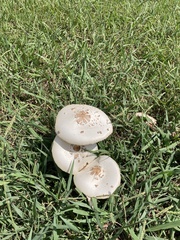 Chlorophyllum