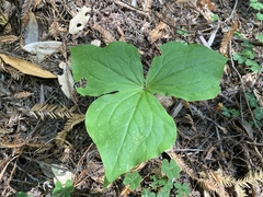 Trillium ovatum