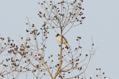 Pycnonotus aurigaster