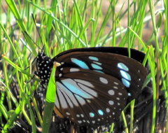 Charaxes wakefieldi