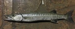 Sphyraena barracuda