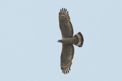 Pernis ptilorhynchus