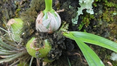 Encyclia