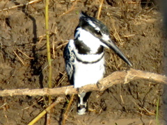 Ceryle rudis rudis