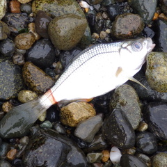 Cymatogaster aggregata