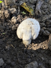 Amanita magniverrucata