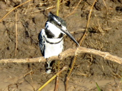Ceryle rudis rudis