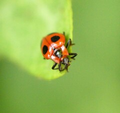 Endomychus coccineus