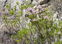 Erica multiflora