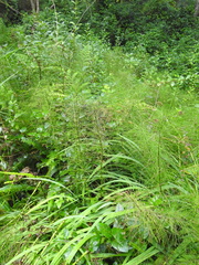 Equisetum telmateia