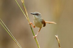 Prinia rufescens