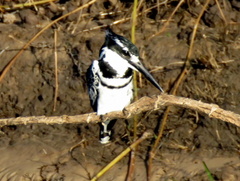 Ceryle rudis rudis