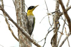 Picus erythropygius