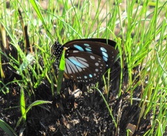 Charaxes wakefieldi